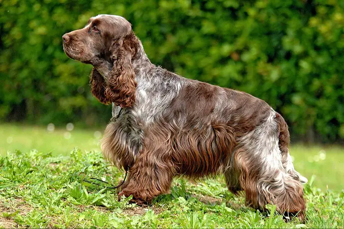 Features of English cocker spaniel