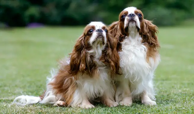 King Charles Spaniel Dog