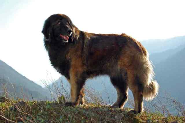 Portuguese Mountain Dog