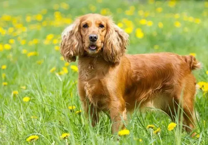 English cocker spaniel Breed