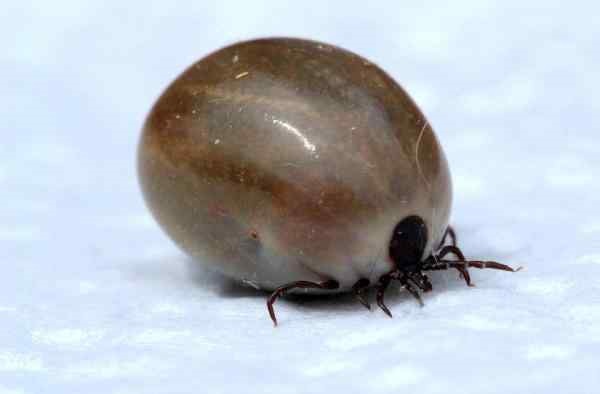 Babesiosis in Dogs Ixodes Tick