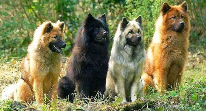 Beautiful Eurasian-Dog