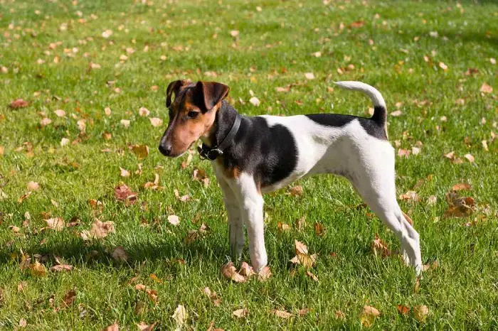 Beautiful Fox Terrier