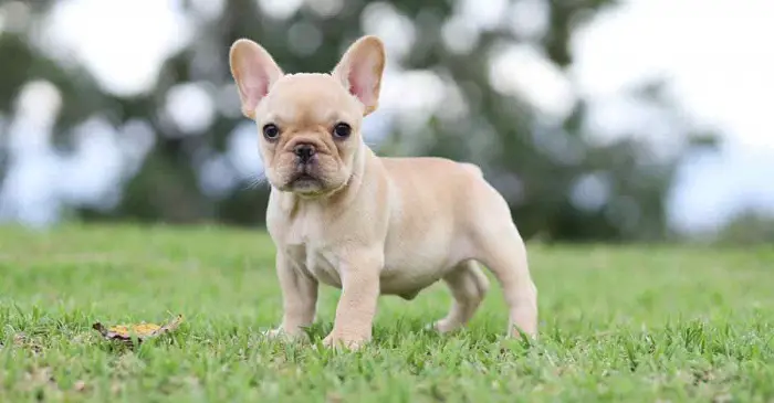 Beautiful French Bulldog