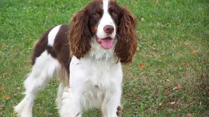 Behavior French Spaniel