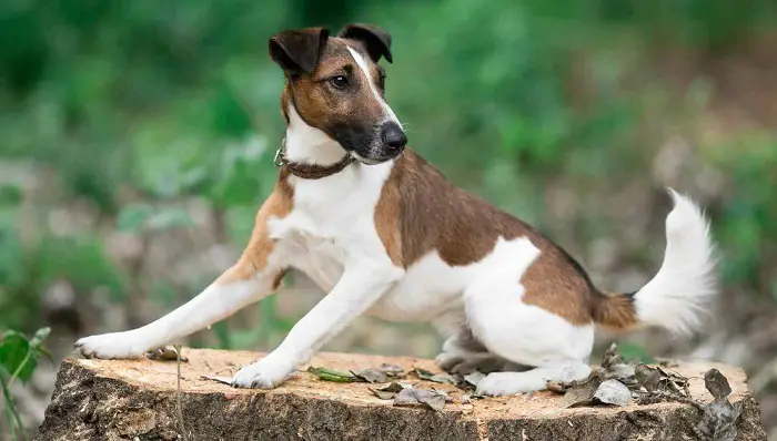 Behavior Wire Fox Terrier