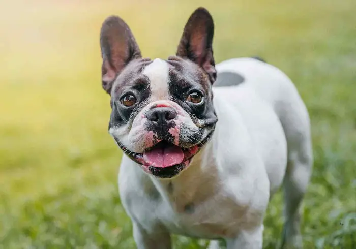 Bouledogue Francais Behavior
