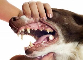 Candidiasis in Dogs