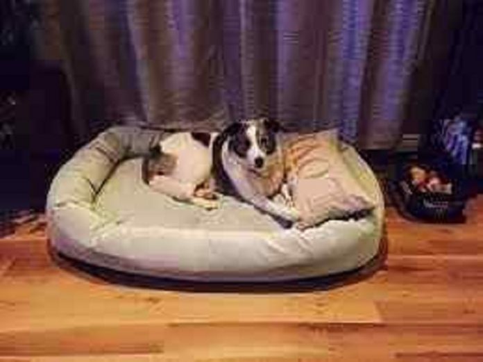 Canine Rotavirus Infection
