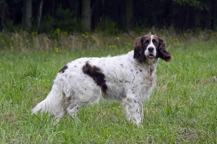 Epagneul Francais Dog