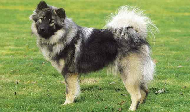 Features of Eurasian Dog Breed