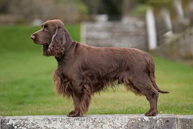 Features of Field Spaniel