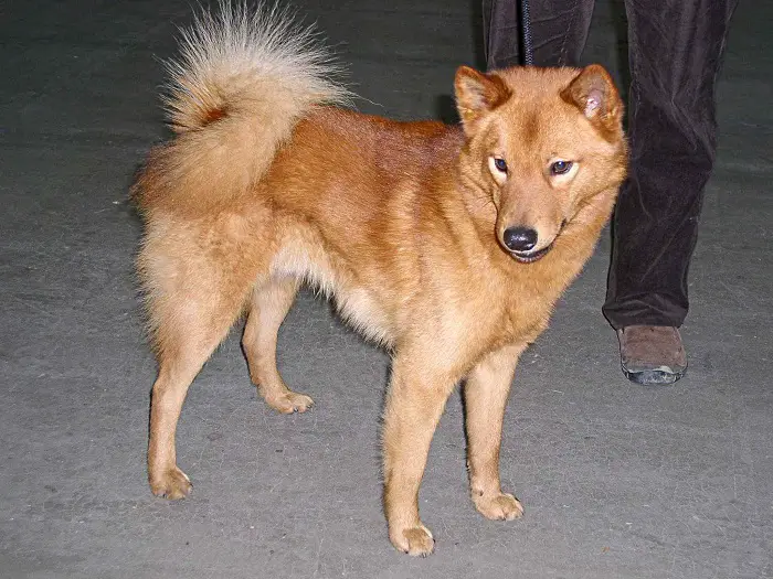 Features of Finnish Spitz