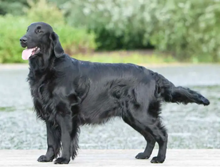 Features of Flat-Coated Retriever
