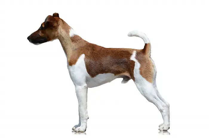 Features of Fox Terrier