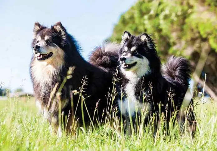 Finnish Lapphund Breed