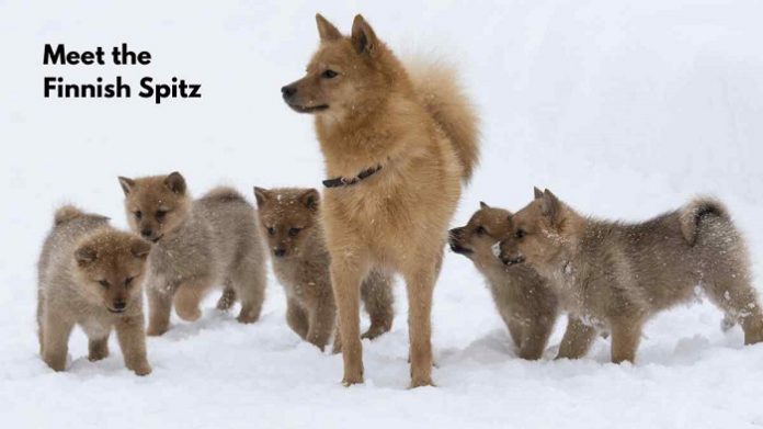 Finnish Spitz Breed