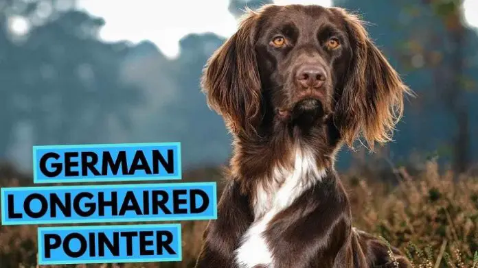 German Pointer