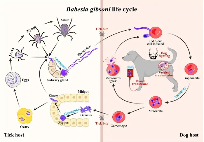 Life cycle of Babesia spp