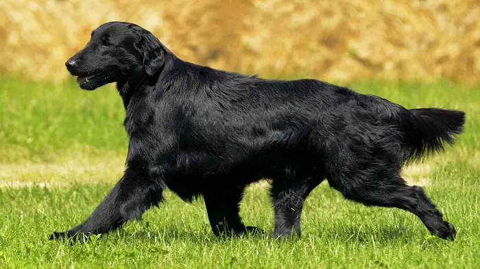 The Flat-Coated Retriever Dog Breed