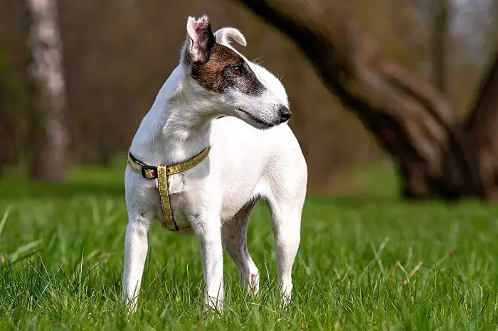 Wire Fox Terrier