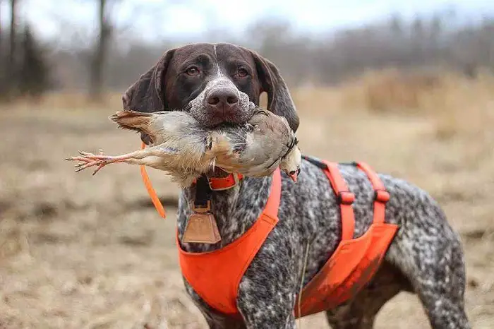 Behavior of German Shorthaired Pointer