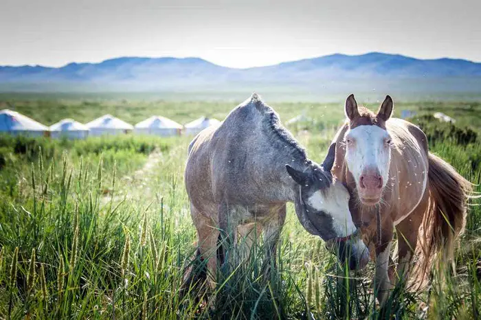 Behavior of Mongolian Horse