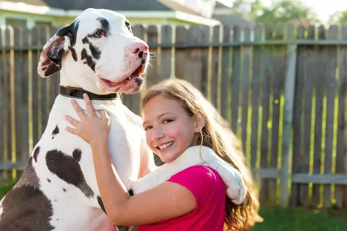 Features of Great Dane Dog