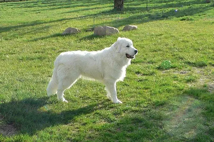 Best Ownership of Great Pyrenees