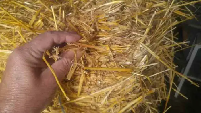 Cereal Grain Hay Wheat