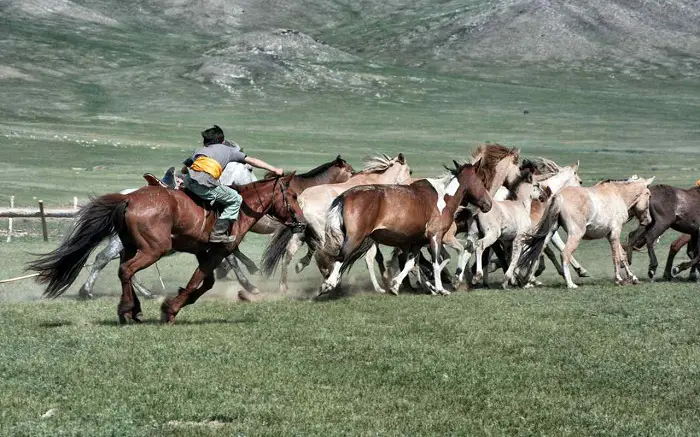 Colors of Mongol Horse