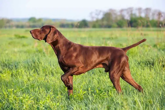 Deutscher Kurzharriger Vorstehhund