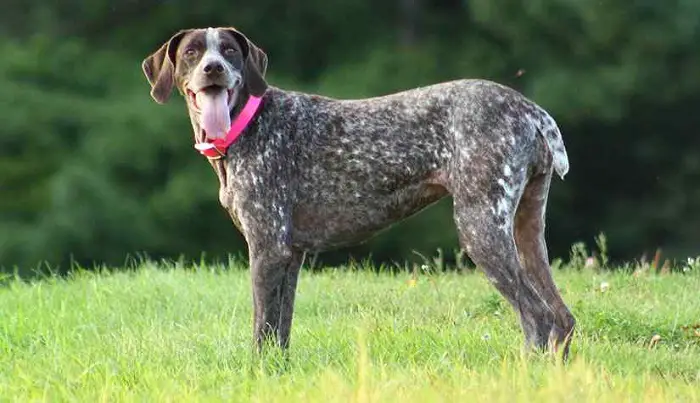 Features of German Shorthaired Pointer