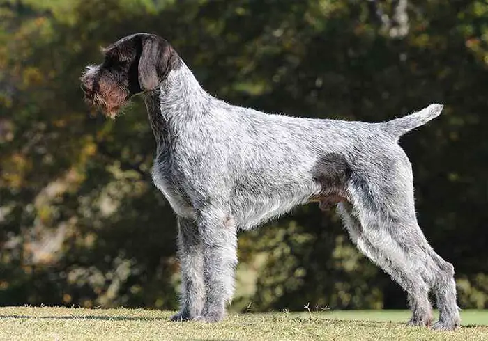 Features of German Wirehaired Pointer Dog