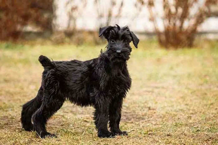 Features of Giant Schnauzer