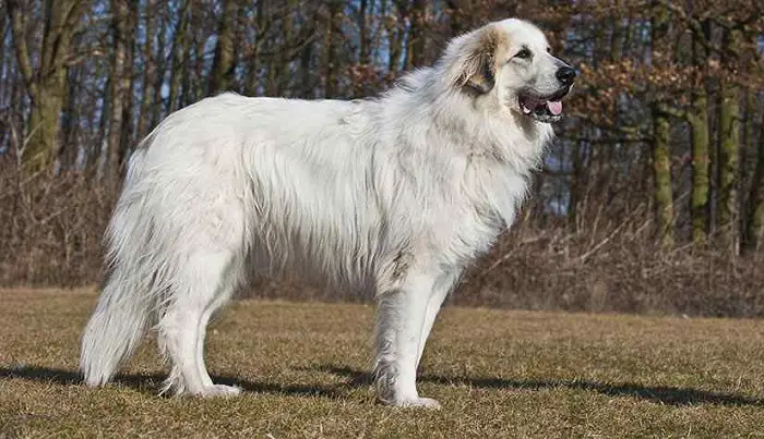 Features of Great Pyrenees Dog