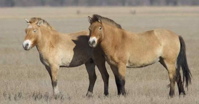 Wild Horses Of Mongolia History Culture Breeds And Traditions
