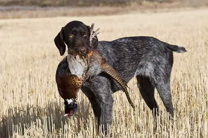 German Pointer Dog Hunting Turkey