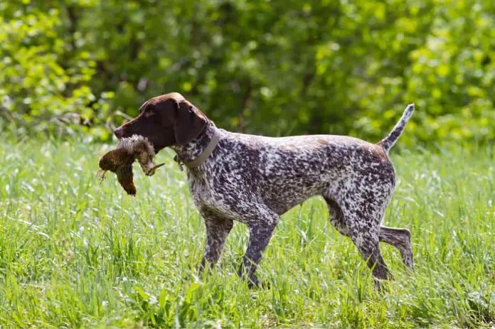 German Shorthaired Pointer