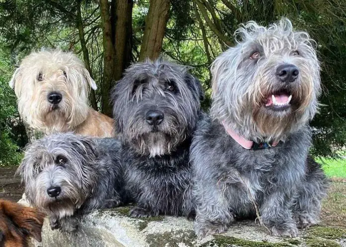 Glen of Imaal Terrier