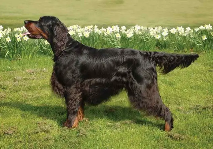 Gordon Dog of British Isles