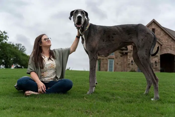 Great Dane Dog Breed