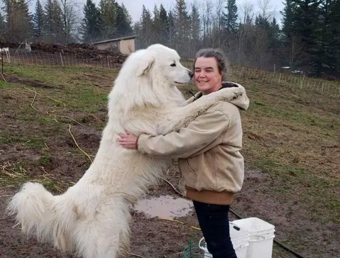 Great Pyrenees Dog