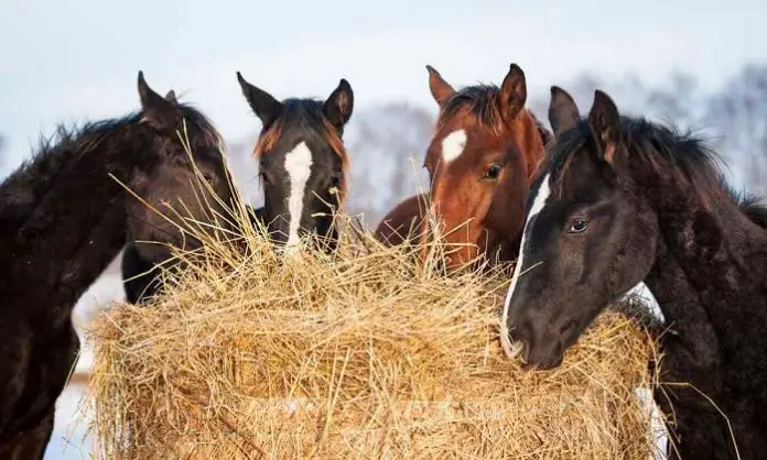Hay For Horses