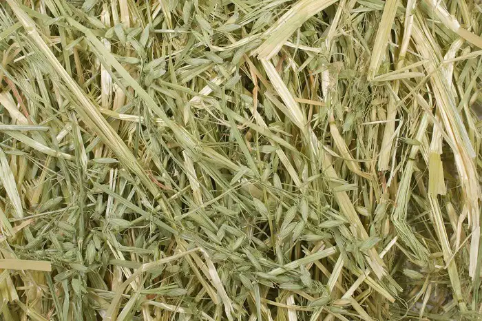 Hay for Horses-Oats