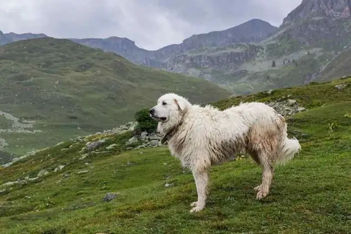 History of Great Pyrenees Mountain Dog
