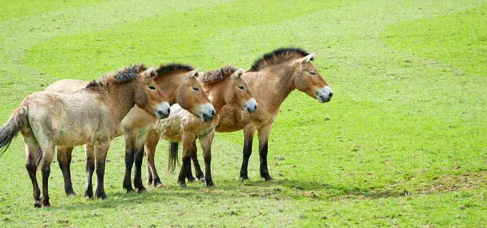 History of Mongolian Horse