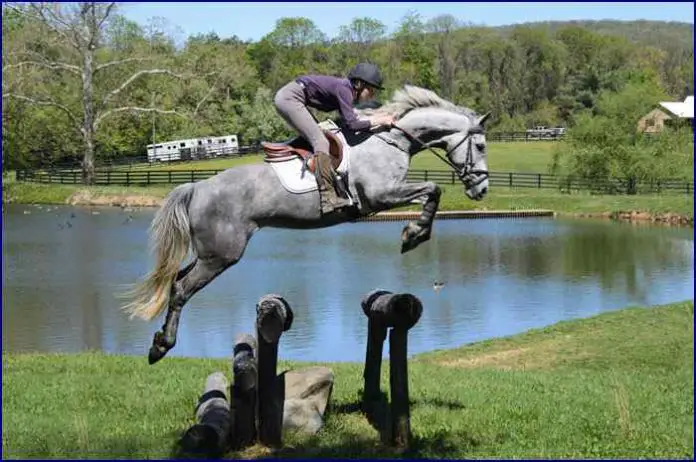 Irish Hunter