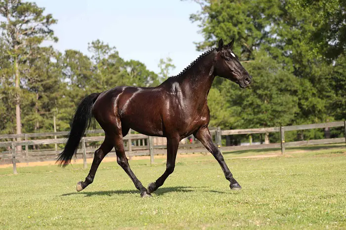 Irish Sport Horse
