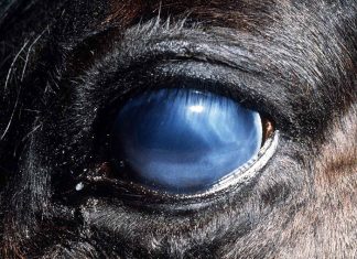 Moon Blindness in Horses